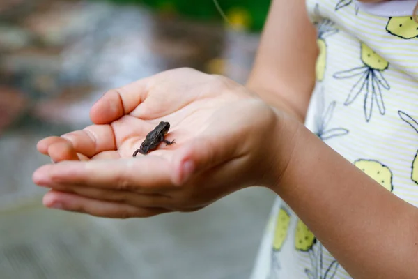 Pequena menina pré-escolar segurando pequena rã selvagem. Criança curiosa feliz assistindo e explorando animais na natureza. — Fotografia de Stock