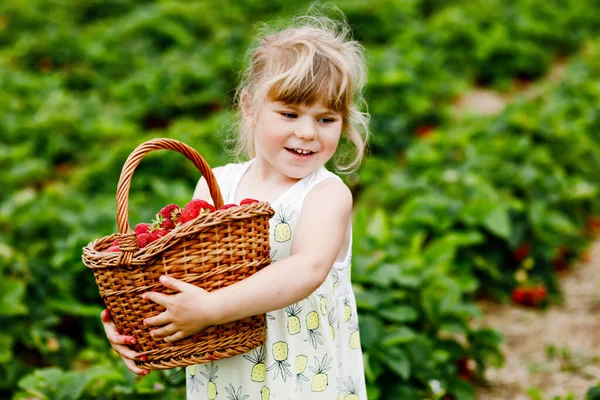 幸せな小さな就学前の女の子は、晴れた日に、夏に有機ベリーファームで健康的なイチゴを選んで食べています。子供は助けを楽しんでいる。イチゴ農園の畑の子供、熟した赤い果実. — ストック写真