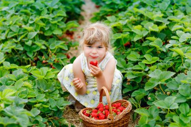 Yazın güneşli bir günde organik böğürtlen çiftliğinde sağlıklı çilek toplayıp yiyen mutlu küçük anaokulu kızı. Çocuk yardım ederken eğleniyor. Çilek tarlasında çocuk, olgun kırmızı böğürtlen.