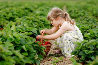 Yazın güneşli bir günde organik böğürtlen çiftliğinde sağlıklı çilek toplayıp yiyen mutlu küçük anaokulu kızı. Çocuk yardım ederken eğleniyor. Çilek tarlasında çocuk, olgun kırmızı böğürtlen.