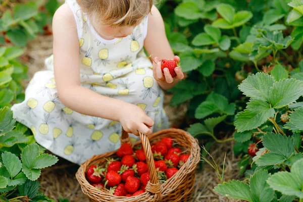 Glad liten förskola flicka plocka och äta friska jordgubbar på ekologisk bär gård på sommaren, på solig dag. Barnet har kul med att hjälpa till. Grabben på jordgubbsplantage fält, mogna röda bär. — Stockfoto