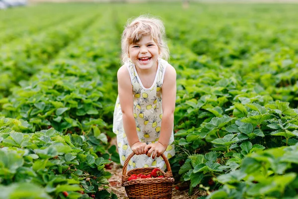 Szczęśliwa dziewczynka z przedszkola zbierająca i jedząca zdrowe truskawki na farmie organicznych jagód latem, w słoneczny dzień. Dziecko dobrze się bawi pomagając. Dziecko na polu plantacji truskawek, dojrzałe czerwone jagody. — Zdjęcie stockowe