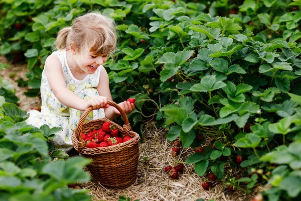 Happy little preschool girl picking and eating healthy strawberries on organic berry farm in summer, on sunny day. Child having fun with helping. Kid on strawberry plantation field, ripe red berries. — Stock Photo, Image