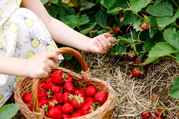 Zbliżenie małej dziewczynki zbierającej i jedzącej zdrowe truskawki na farmie organicznych jagód latem, w słoneczny dzień. Dziecko pomaga. Dziecko na polu plantacji truskawek, dojrzałe czerwone jagody. — Zdjęcie stockowe