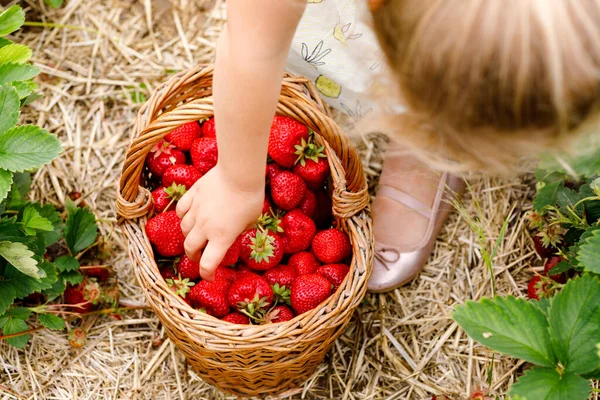 Κοντινό πλάνο του μικρού κοριτσιού που μαζεύει και τρώει υγιεινές φράουλες σε βιολογική φάρμα με μούρα το καλοκαίρι, την ηλιόλουστη μέρα. Το παιδί βοηθάει. Παιδί σε φυτεία φράουλας, ώριμα κόκκινα μούρα. — Φωτογραφία Αρχείου