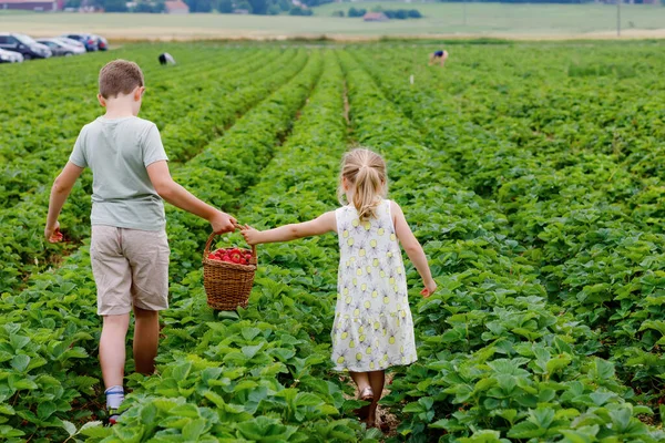 Dwoje rodzeństwa, przedszkolanka i szkolny chłopiec zabawiający się zbieraniem truskawek na farmie latem. Dzieci, siostra i brat jedzą zdrowe organiczne jedzenie, świeże truskawki. Dzieci pomagające przy zbiorach. — Zdjęcie stockowe