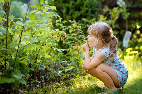 Happy little preschool girl picking and eating healthy raspberries in domestic garden in summer, on sunny day. Child having fun with helping. Kid on raspberry farm, ripe red berries. — Stock Photo, Image