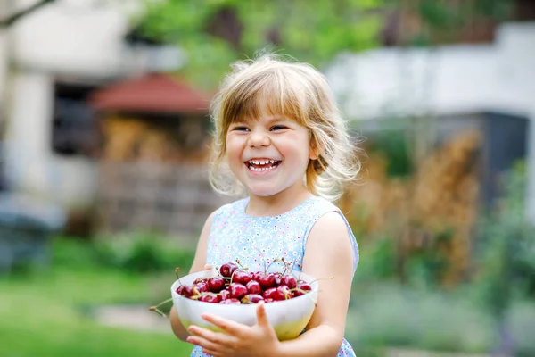 A kis óvodás lány érett cseresznyét szedett és evett a kertben lévő fáról. Boldog kisgyermek, friss gyümölcsökkel a kezében. Egészséges bio bogyós cseresznye gyümölcs, nyári betakarítási szezon. — Stock Fotó
