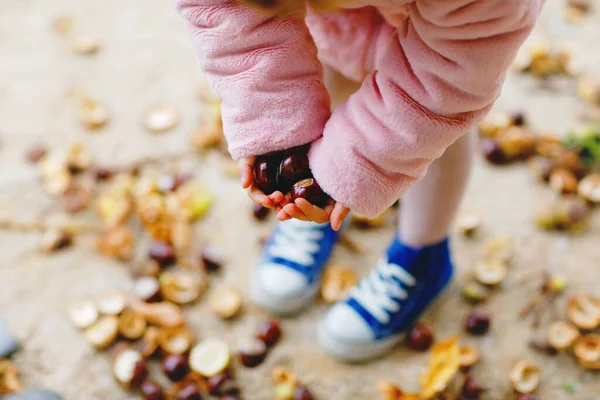 Fechar-se de mãos da menina de criança que escolhe castanhas em um parque no dia de outono. Criança se divertindo com a busca castanha e folhagem. Atividades outonais com crianças. — Fotografia de Stock