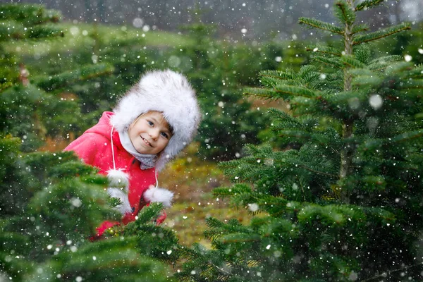 Adorable little toddler girl with Christmas tree on fir tree cutting plantation . Happy child in winter fashion clothes choosing, cut and felling own xmas tree in forest, family tradition in Germany — Stock Photo, Image