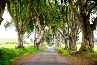 Bulutlu bir günde Kuzey İrlanda 'nın Antrim ilçesindeki muhteşem Karanlık Çitler. Bregagh Yolu boyunca Armoy ve Stranocum arasında kayın ağaçlarından oluşan bir cadde. Turistler olmadan boş yol