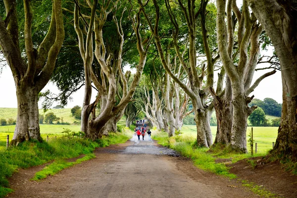 Espectacular setos oscuros en el Condado de Antrim, Irlanda del Norte en día nublado niebla. Avenida de hayas a lo largo de Bregagh Road entre Armoy y Stranocum. Camino vacío sin turistas — Foto de Stock