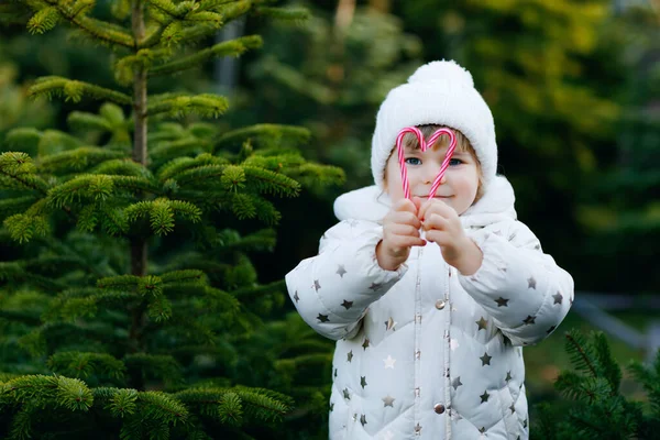 Очаровательная маленькая девочка держит рождественскую елку и сладкую леденцовую трость на рынке. Счастливый ребенок в зимней одежде выбирает и покупает новогоднюю елку в магазине под открытым небом. Семья, традиции, праздник. — стоковое фото
