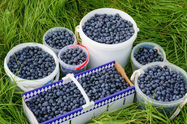 Baldes e caixas com mirtilos maduros e saudáveis. Fazenda de mirtilo, pomar ou jardim, fazenda de pick-a-berry para auto-colheita. — Fotografia de Stock