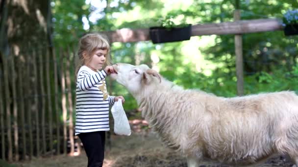 Schattig schattig kleuter meisje voeden kleine wilde geiten in een wild dier bos park. Gelukkige kinderen die dieren aaien op zomerdag. Opgewonden en gelukkig meisje op familie weekend, kinderen activiteit in de zomer. Stockvideo's