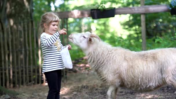 Очаровательная милая дошкольница кормит маленьких диких коз в лесном парке диких животных. Счастливый ребенок, кормящий животных в летний день. Волнующаяся и счастливая девочка на семейных выходных, детские развлечения летом. — стоковое видео