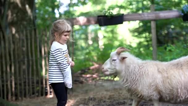 Schattig schattig kleuter meisje voeden kleine wilde geiten in een wild dier bos park. Gelukkige kinderen die dieren aaien op zomerdag. Opgewonden en gelukkig meisje op familie weekend, kinderen activiteit in de zomer. Stockvideo