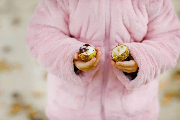 Primo piano di mani di bambina che raccoglie castagne in un parco durante giorno di autunno. Bambino divertendosi con la ricerca di castagno e fogliame. Attività autunnali con bambini. — Foto Stock