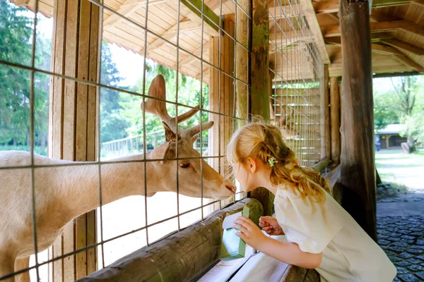 귀여운 유치원 여학생 이 야생 동물 숲 공원에서 작은 야생 사슴에게 먹이를 주고 있습니다. 여름에는 행복 한 아이들 이 애완 동물을 쓰다듬습니다. 가족의 주말에 흥분되고 행복 한 소녀, 여름에 활동하는 어린이들. — 스톡 사진