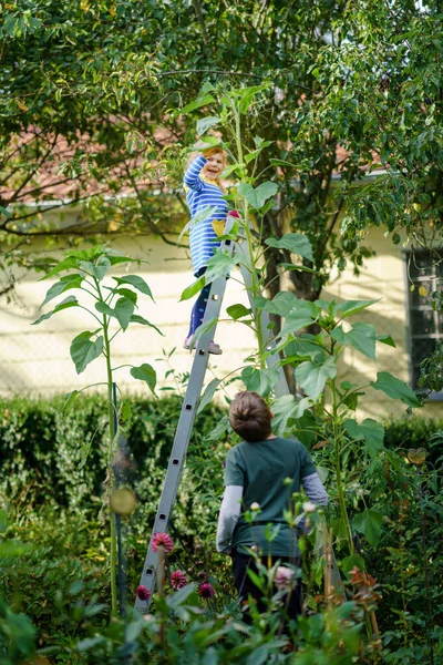Gadis prasekolah dan anak laki-laki dengan bunga matahari besar di taman domestik. Anak-anak yang bahagia belajar berkebun, menanam dan menanam bunga dan tanaman. Anak-anak dan ekologi, konsep lingkungan. — Stok Foto