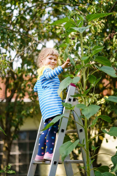 Pequena menina pré-escolar com girassol enorme no jardim doméstico. Criança feliz aprender jardinagem, plantio e cultivo de flores e plantas. Crianças e ecologia, conceito de ambiente. — Fotografia de Stock