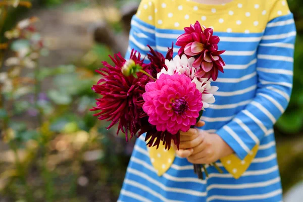 Close-up van enorme boeket bloeiende rode en roze dahlia bloemen in handen van kleine peuter meisje. Sluiten van bloeiende bloemstuk. Kind met pioenrozen voor moeder of verjaardag. — Stockfoto