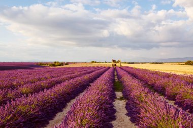 Fransa 'nın Provence kentindeki Valensole yakınlarında güzel mor lavanta tarlaları. Günbatımında çiçek açan çiçeklerle birlikte tipik provenkal manzara. Sıcak ışık