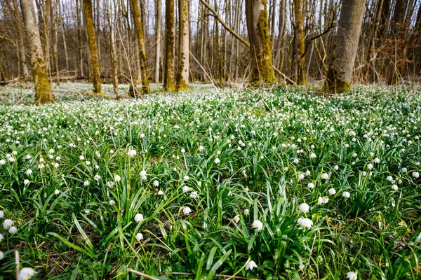 Lindas flores floco de neve florescendo no início da primavera leucojum vernum em uma floresta de primavera. Floresta coberta por flocos de neve primavera alemão Maerzenbecher, lat. Leucojum vernum — Fotografia de Stock