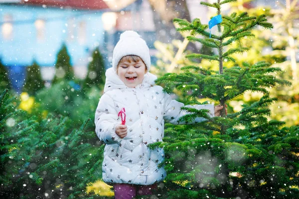 Adorable little toddler girl holding Christmas tree and sweet candy cane on market. Happy kid child in winter clothes choosing and buying Xmas tree in outdoor shop. Family, tradition, celebration. — Stock Photo, Image