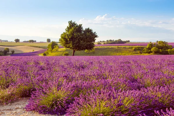 Bellissimi campi di lavanda viola in fiore vicino Valensole in Provenza, Francia. Tipico paesaggio tradizionale provenzale al tramonto con fiori in fiore. Luce calda — Foto Stock