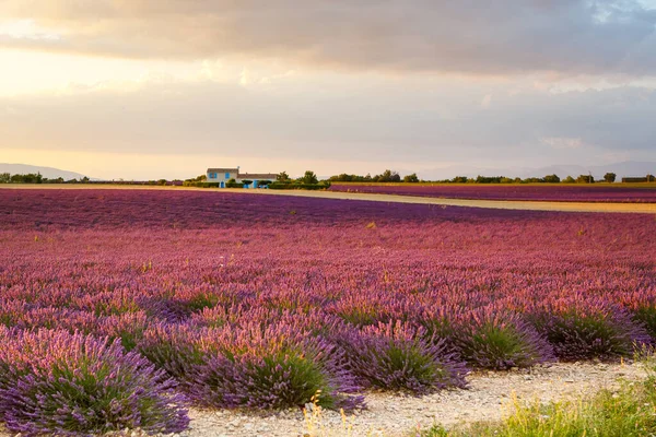 Belos campos de lavanda roxa florescendo perto de Valensole, na Provença, França. Paisagem provençal tradicional típica no por do sol com flores florescentes. Luz quente — Fotografia de Stock