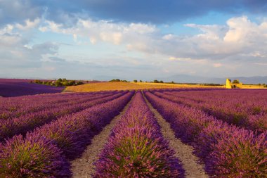 Fransa 'nın Provence kentindeki Valensole yakınlarında güzel mor lavanta tarlaları. Günbatımında çiçek açan çiçeklerle birlikte tipik provenkal manzara. Sıcak ışık