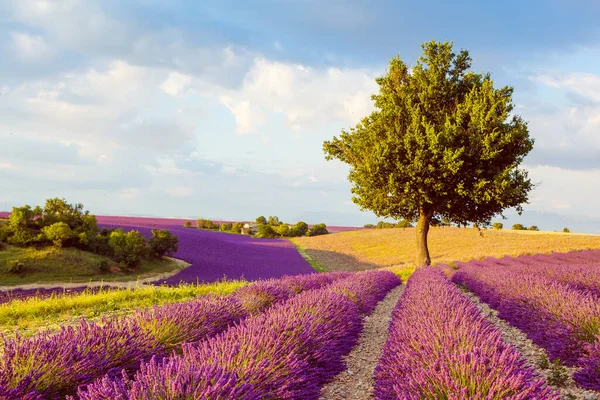 Bellissimi campi di lavanda viola in fiore vicino Valensole in Provenza, Francia. Tipico paesaggio tradizionale provenzale al tramonto con fiori in fiore. Luce calda — Foto Stock