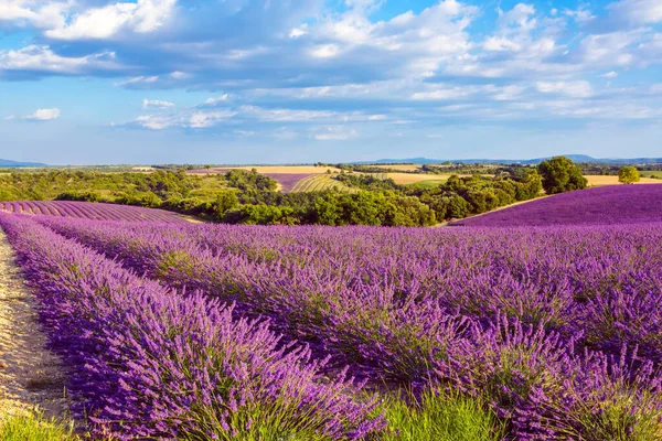 Bellissimi campi di lavanda viola in fiore vicino Valensole in Provenza, Francia. Tipico paesaggio tradizionale provenzale al tramonto con fiori in fiore — Foto Stock
