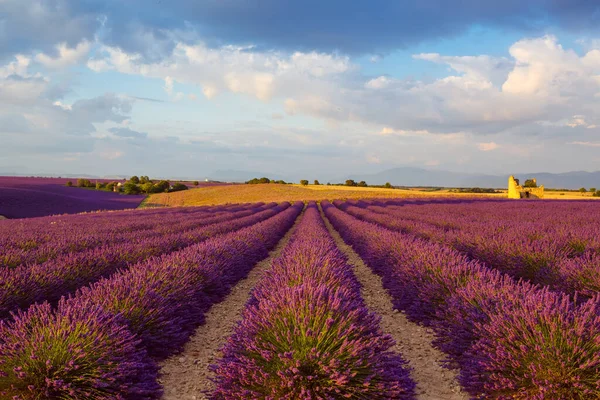 Piękne kwitnące fioletowe pola lawendy w pobliżu Valensole w Prowansji we Francji. Typowy tradycyjny krajobraz prowansalski na zachodzie słońca z kwitnącymi kwiatami. Ciepłe światło — Zdjęcie stockowe