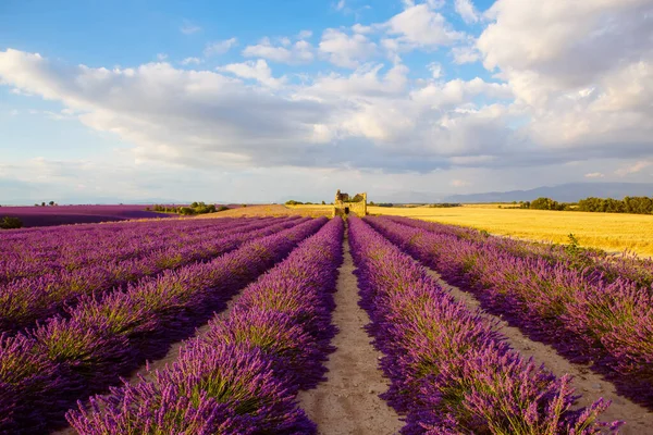 Prachtige bloeiende paarse lavendelvelden bij Valensole in Provence, Frankrijk. Typisch traditioneel Provençaals landschap bij zonsondergang met bloeiende bloemen. Warm licht — Stockfoto