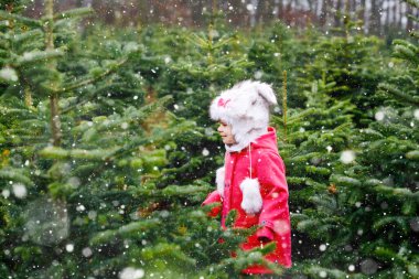 Köknar ağacında Noel ağacı kesen sevimli küçük kız. Kışın giyinen mutlu çocuk ormanda kendi Xmas ağacını seçiyor ve kesiyor. Almanya 'da aile geleneği.