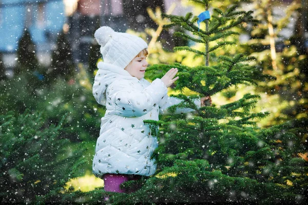 En förtjusande liten flicka med julgran på marknaden. Glad frisk baby barn i vinter mode kläder välja och köpa stora julgran i friluftsbutik. Familj, tradition, fest. — Stockfoto