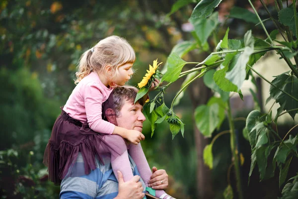 Liten förskola flicka sitter på axeln av far med stor solros i inhemsk trädgård. Lycklig familj, barn och pappa, medelålders man som odlar blommor. Barn och ekologi, miljökoncept. — Stockfoto