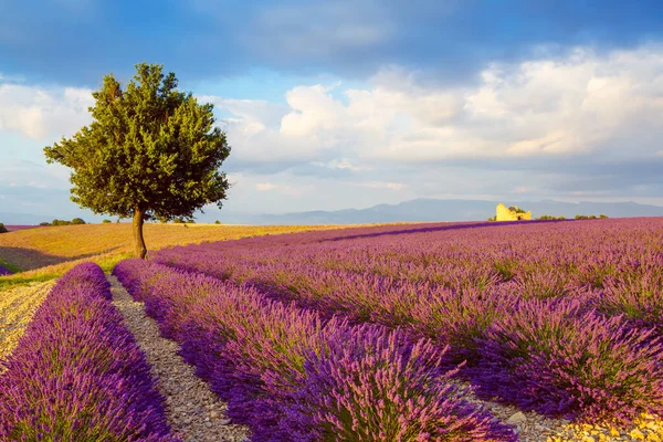 Bellissimi campi di lavanda viola in fiore vicino Valensole in Provenza, Francia. Tipico paesaggio tradizionale provenzale al tramonto con fiori in fiore. Luce calda — Foto Stock