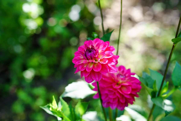 Primo piano di mazzo di fiori di dalia in fiore rosa e rossi. — Foto Stock