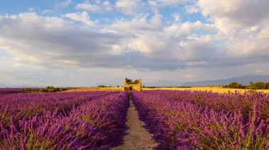 Fransa 'nın Provence kentindeki Valensole yakınlarında güzel mor lavanta tarlaları. Günbatımında çiçek açan çiçeklerle birlikte tipik provenkal manzara. Sıcak ışık