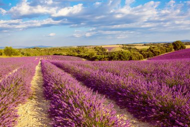 Fransa 'nın Provence kentindeki Valensole yakınlarında güzel mor lavanta tarlaları. Günbatımında çiçek açan çiçeklerle tipik bir geleneksel doğal manzara.