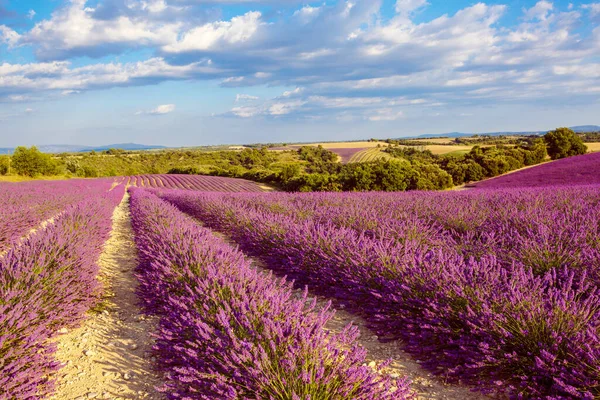 Gyönyörű virágzó lila levendula mezők Valensole közelében Provence-ban, Franciaországban. Tipikus hagyományos vidéki táj naplementekor virágzó virágokkal — Stock Fotó