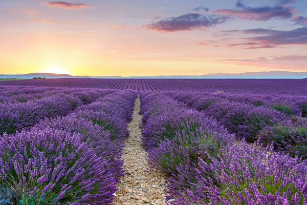 Krásná kvetoucí fialová levandulová pole poblíž Valensole v Provence, Francie. Typická tradiční provencionální krajina při západu slunce s kvetoucími květy. Teplé světlo — Stock fotografie