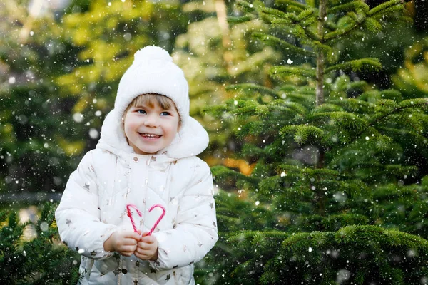 Adorable little toddler girl holding Christmas tree and sweet candy cane on market. Happy kid child in winter clothes choosing and buying Xmas tree in outdoor shop. Family, tradition, celebration. — Stock Photo, Image