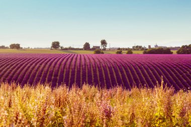 Fransa 'nın Provence kentindeki Valensole yakınlarında güzel mor lavanta tarlaları. Günbatımında çiçek açan çiçeklerle birlikte tipik provenkal manzara. Sıcak ışık