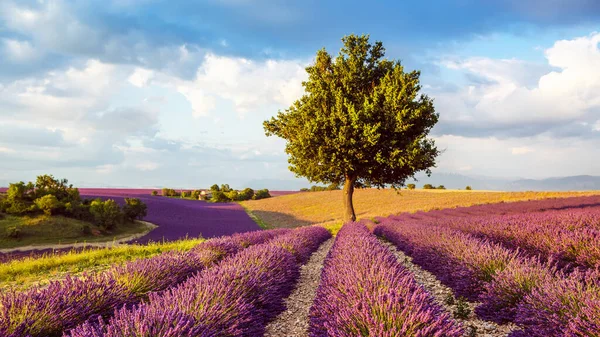 Belos campos de lavanda roxa florescendo perto de Valensole, na Provença, França. Paisagem provençal tradicional típica no por do sol com flores florescentes. Luz quente — Fotografia de Stock