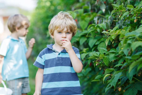 Dos niños hermanos divirtiéndose con la recolección de bayas en frambuesa — Foto de Stock