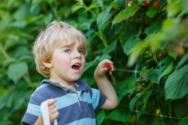Menino loiro se divertindo com a colheita de bagas na framboesa fa — Fotografia de Stock